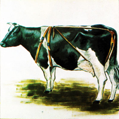 Aparato Prolapso