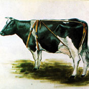 Aparato Prolapso